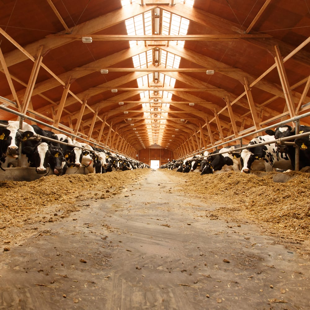 Fans for livestock and barns | HW Ventilation S.r.l.